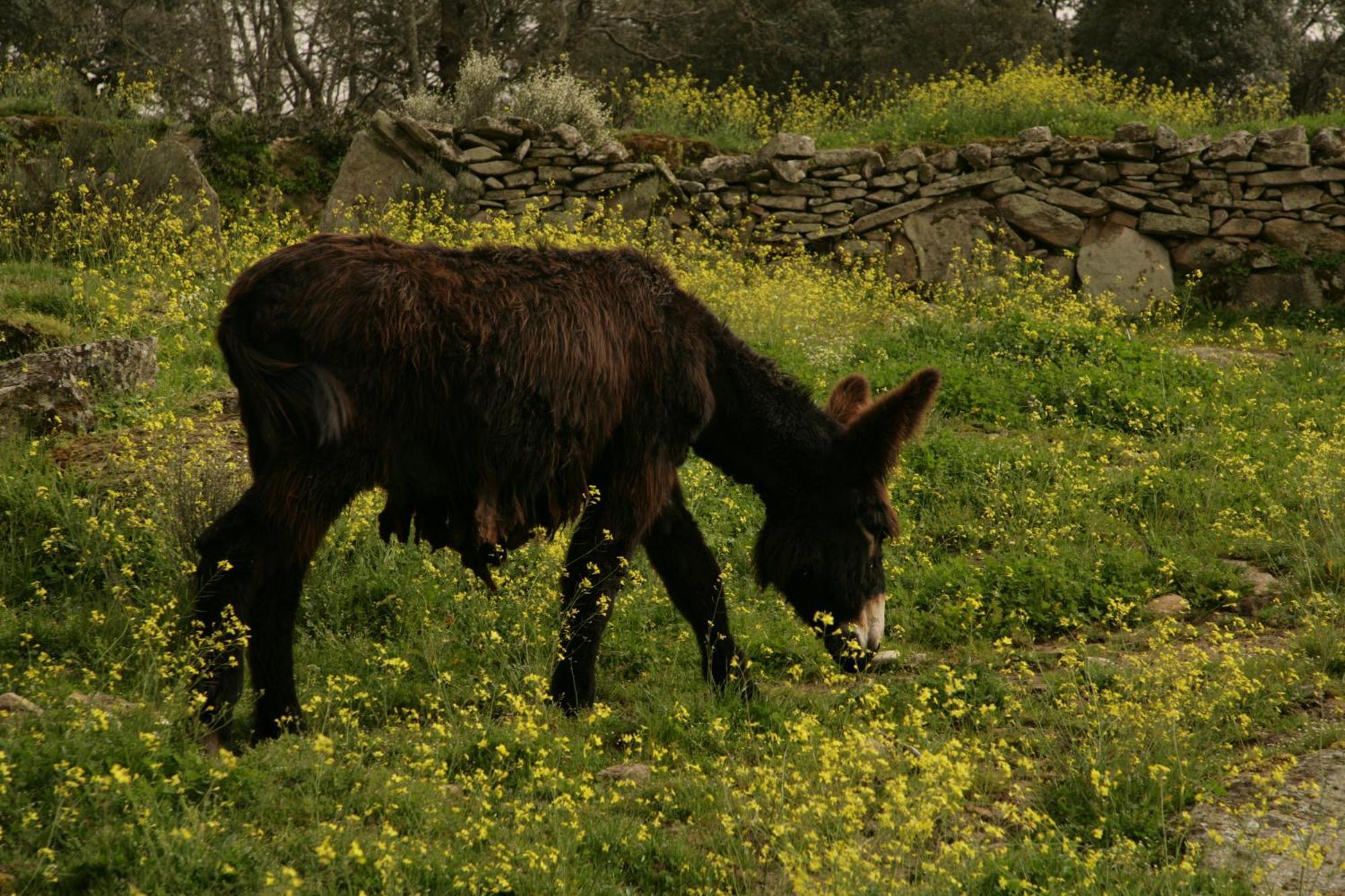 Fornillos de Fermoselle La Casa De Los Arribes מראה חיצוני תמונה